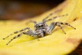 A close-up image of a Phaeacius sp. jumping spider blending into a yellow leaf Royalty Free Stock Photo