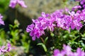 Phlox Pilosa