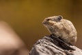 Close-up image of a pika sitting on a rock with a blurred background Royalty Free Stock Photo