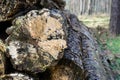 A close up image of a pile of lumber in the forest