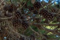 Close-up of an image of pine branches with pine cones