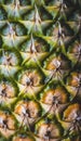 Pineapple closeup showing texture and rough skin Royalty Free Stock Photo