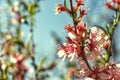 close-up image of pink almond flowers against a blue sky on a sunny day Royalty Free Stock Photo