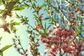 close-up image of pink almond flowers against a blue sky on a sunny day Royalty Free Stock Photo