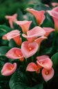 Pink calla lilies.