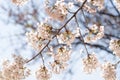 Close up image of pink cherry blossom tree in full bloom in South Korea Royalty Free Stock Photo