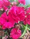 Pink and wet clove flowers. Royalty Free Stock Photo