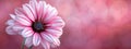 close-up image of a pink flower against a softly blurred background Background features a gently blurred duplicate of the pink Royalty Free Stock Photo