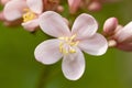 Pink jatropha integerrima flower