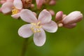 Pink jatropha integerrima flower