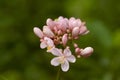 Pink jatropha integerrima flower