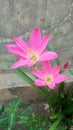 Close up image of pink rain lily in the afternoon Royalty Free Stock Photo