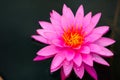 Close-up image of Pink Water Lily Royalty Free Stock Photo