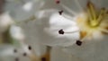 Close-up Image of Pistils over Tender Blurred White Pear Petals