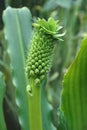 Close-up image of Pole Evansii Pineapple lily flowers