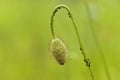 Poppy flower bud