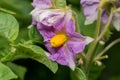 A close up image of a Potato flower in England, UK in June Royalty Free Stock Photo