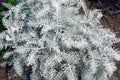 Close-up image of Powis Castle wormwood plant