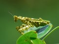Close up image of the praying mantis isolated on blurred background. Grasshoper.  Insect. Fauna. Macro Royalty Free Stock Photo