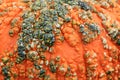 Texture of pumpkin covered with warts Royalty Free Stock Photo