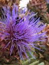 Close-up image of purple distaff thistles.