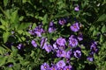 Close-up image of purple flowers highlighted by the sun