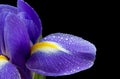 Close up image of purple iris on black Royalty Free Stock Photo