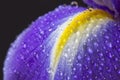 Close up image of purple iris petal Royalty Free Stock Photo