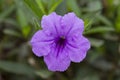 Purple Ruellia tuberosa flower