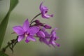 Purple Spathoglottis Orchids