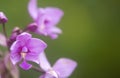 Purple Spathoglottis Orchids