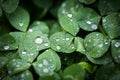 Close-up image of rain drops on three leaves clovers during a rainy day Royalty Free Stock Photo