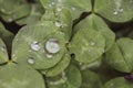 Close-up image of rain drops on three leaves clovers during a rainy day Royalty Free Stock Photo