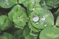 Close-up image of rain drops on three leaves clovers during a rainy day Royalty Free Stock Photo