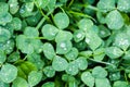 Close-up image of rain drops on three leaves clovers during a rainy day Royalty Free Stock Photo