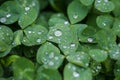 Close-up image of rain drops on three leaves clovers during a rainy day Royalty Free Stock Photo