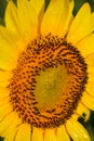 Close up image of raindrops on sunflower petals Royalty Free Stock Photo