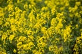 Close-up image of a rapeseed field. Yellow rapeseed is blooming Royalty Free Stock Photo