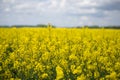 Close-up image of a rapeseed field. Yellow rapeseed is blooming Royalty Free Stock Photo