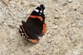 Red admiral butterfly close up shot Royalty Free Stock Photo