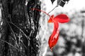 Close up image of red autum leaf and tree trunk. selective color