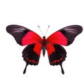 A close-up image of a red and black butterfly perched on a white background Royalty Free Stock Photo