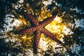 Close-up image of a red-black starfish resting amongst a bed of algae on a sandy beach, Indian Ocean Royalty Free Stock Photo