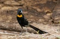 Close-up image of a red-collared widowbird (Euplectes ardens) perched in a forest Royalty Free Stock Photo