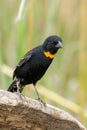 Close-up image of a red-collared widowbird (Euplectes ardens) perched on a branch Royalty Free Stock Photo