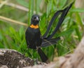 Close-up image of a red-collared widowbird (Euplectes ardens) perched on a branch Royalty Free Stock Photo