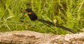 Close-up image of a red-collared widowbird & x28;Euplectes ardens& x29; perched on a branch Royalty Free Stock Photo