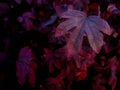 Close-up image of red five leaf lobes