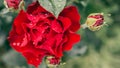 Close up image of red flower plant of big Hommage a Barbara wavy rose blurred out of focus green background. Royalty Free Stock Photo