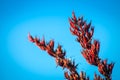 Red New Zealand Flax bush Flowers against bright blue sky